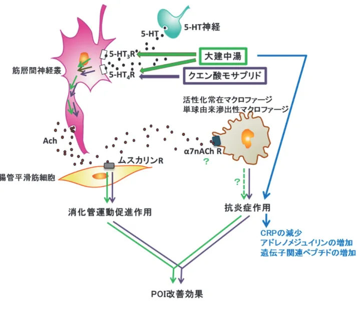 図 8.  ⼤建中湯とクエン酸モサプリドの  POI 改善効果の作⽤機序における共通点