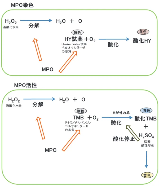 図 13. MPO 測定の原理 