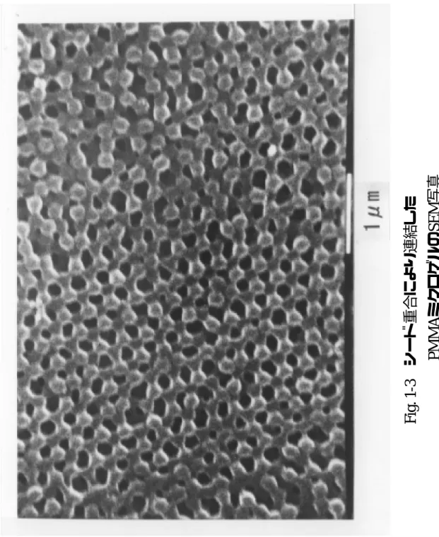 Fig. 1-3 シード重合により連結した          PMMAミクロゲルのSEM写真