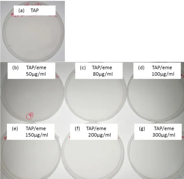 図 2-3.  TAP/eme 寒天培地の Medium size colony における Spotting test  直後の写真。 1 段 8 細胞が 3 段 あるため、寒天培地一枚に計 24 細胞ある。また、上段が met1(UVM)-47A 、中段が met1(UVM)-47B、下 段が met1(UVM)-57 から遺伝子導入された細胞である。 (a)通常の TAP 寒天培地である。 (b)Emetine 含有 量 50μg/ml の寒天培地である。(c)Emetine 含有量 80μg/ml の