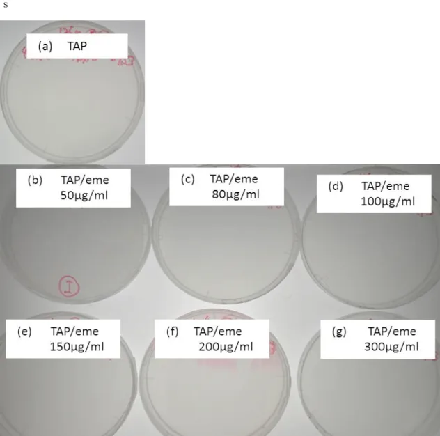 図 2-5.  TAP/eme 寒天培地の Small size colony における Spotting test  直後の写真。 1 段 8 細胞が 3 段あ るため、寒天培地一枚に計 24 細胞ある。また、上段が met1(UVM)-47A 、中段が met1(UVM)-47B、下段 が met1(UVM)-57 から遺伝子導入された細胞である。(a)通常の TAP 寒天培地である。 (b)Emetine 含有量 50μg/ml の寒天培地である。 (c)Emetine 含有量 80μg/ml の寒天