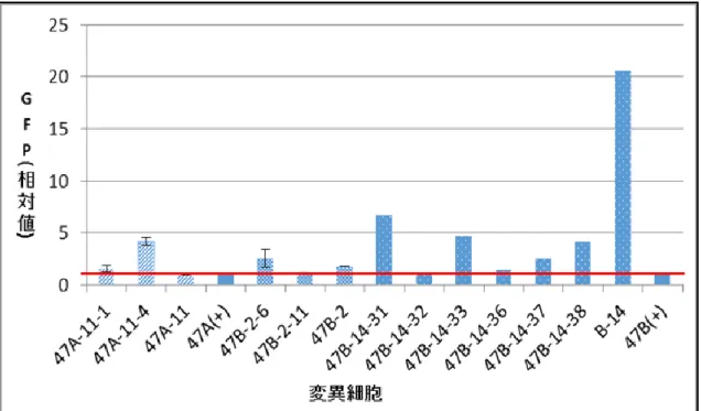 図 7-7.  今回得られた変異細胞のうち、ポジティブコントロール細胞より GFP 相対値が向上した細胞をま