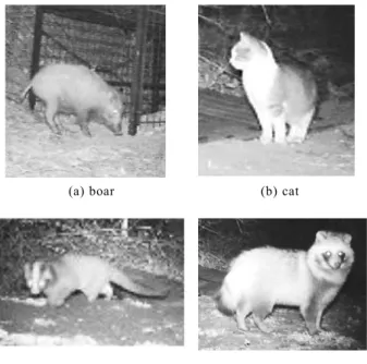 Fig. 7.    Camera images of animal. 