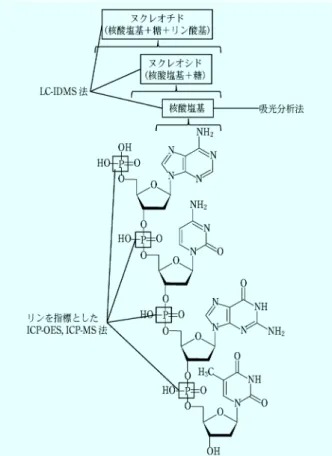 図 2 核酸塩基の構造式；（a)アデニン，（b)グアニン，（c)シ トシン，（d)チミン，（e)ウラシル 図 3 DNA の構造と各定量法の測定対象物質（ただし蛍光分 析法や PCR 法は除く） 図 4 物質の光の吸収を示した模式図いた蛍光分析法（本稿では単に蛍光分析法と記す），ポ