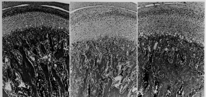 Fig.  4  HE  staining  of  the  condylar  cartilage  at  14  days.  (×140)