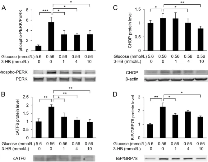 Fig 6. Western blot analysis of ER stress markers. Protein levels of PERK (A), cleaved ATF6 (cATF6) (B), CHOP (C) and Bip/GRP78 (D) were assessed in HUVECs treated with 5.6 or 0.56 mmol/L glucose in the presence of various concentrations of 3-hydroxybutyra