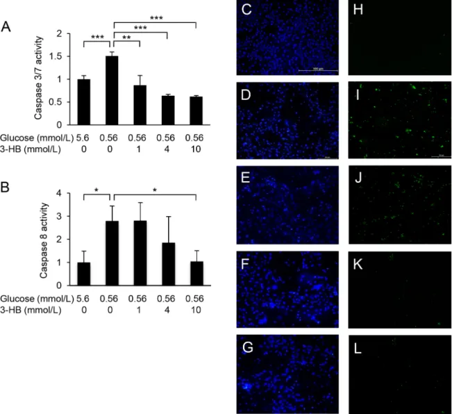 Fig 2. Caspase activation by low glucose and suppressive effect of 3-hydroxybutyrate (3-HB)