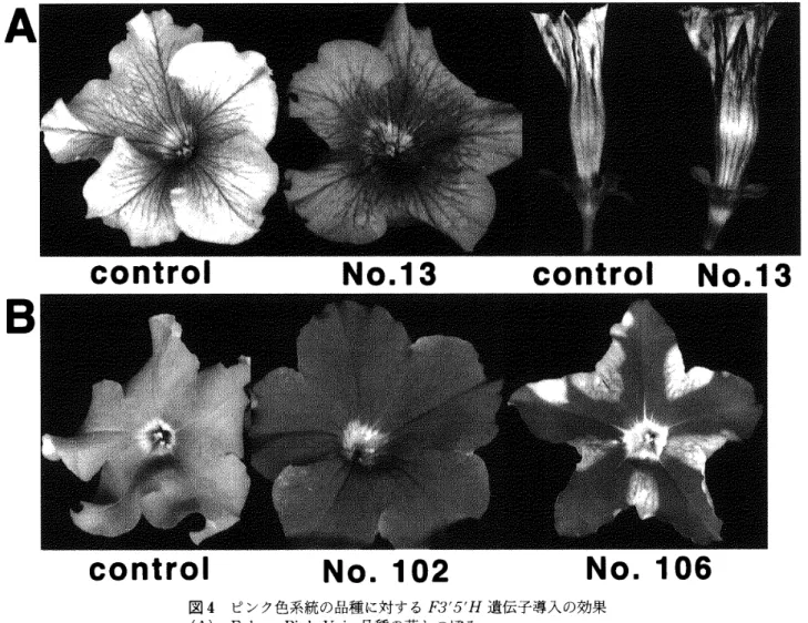 表 1 ピ ン ク 色 系 統 品 種 と そ の 組 換 え 個 体 の ア ン ト シ ア ニ ジ ン 組 成 3 ’− hydroxylated 3 ’ ，5 ’− hydroxylated