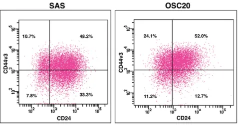 Figure 1. Expression of CD44v3/CD24 in SAS and OSC20. SAS and OSC20 are labeled with CD44v3 and CD24, and then analyzed by FCM