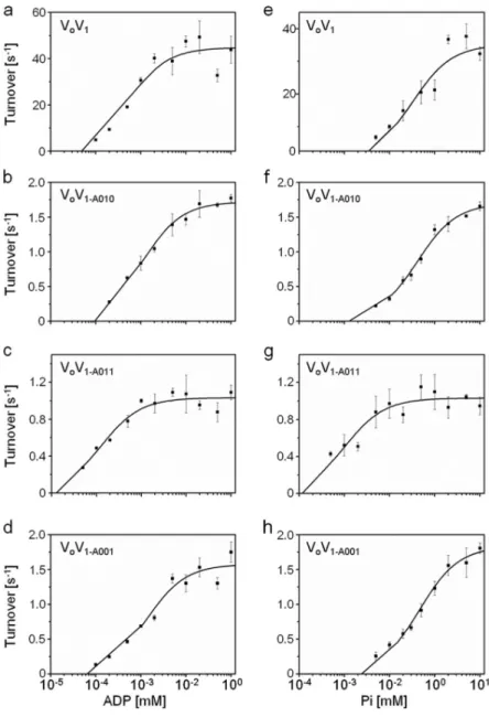 図 2-10    再構成変異体   V o V 1  の   ATP 合成反応における   Michaelis-Menten  プロ ット。 a-d  は、基質濃度を ADP としたとき、 e-h  は基質濃度を   Pi  としたときの プロットを示す。各条件において、反応に充分な   Pi  (10  mM)  または   ADP  (1  mM)  を加え実験を行った   ( 詳細は   2-5  方法の章を参照 ) 。 ADP  に対する K m(ADP) 、