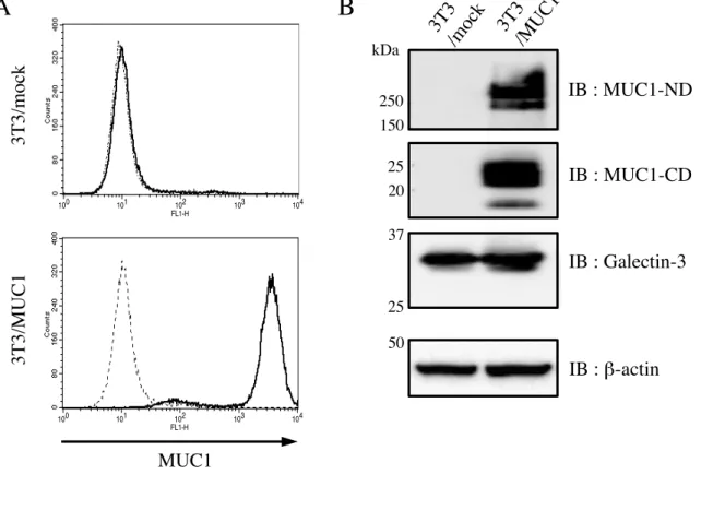 図  3 　 3T3/MUC1, 3T3/mock  細胞における、 MUC1  と  Galectin-3  の発現