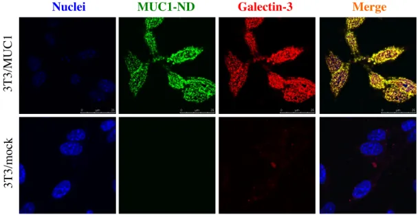 図 4　3T3/MUC1, 3T3/mock 細胞における Galectin-3 の分布 