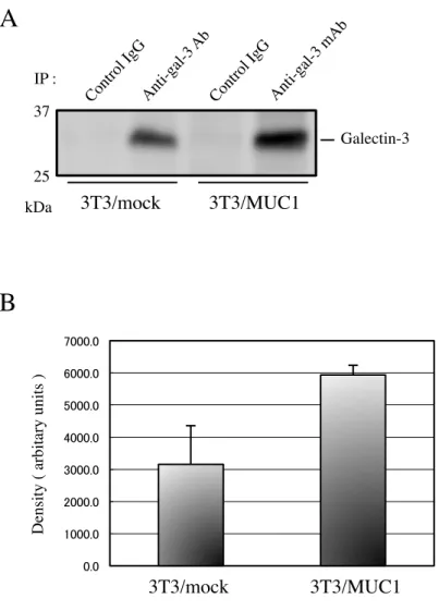 図 5　3T3/MUC1, 3T3/mock 細胞における細胞表面の Galectin-3  