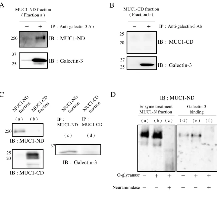 図 8　MUC1-ND への Galectin-3 の結合  A, B : CsCl  密度勾配遠心により分離した  MUC1-ND, -CD ( 10 µg )  それぞれに、 Galectin-3 ( 1  µg ) を加えインキュベート後、抗 Galectin-3 抗体を用いて免疫沈降した。電気泳動、ウエスタ ンブロッティング後に、抗  MUC1-ND  抗体 ,  抗  MUC1-CD  抗体により検出した。 C : Galectin-3 を結合させた 3T3/MUC1 細胞に DTSSP を加え細