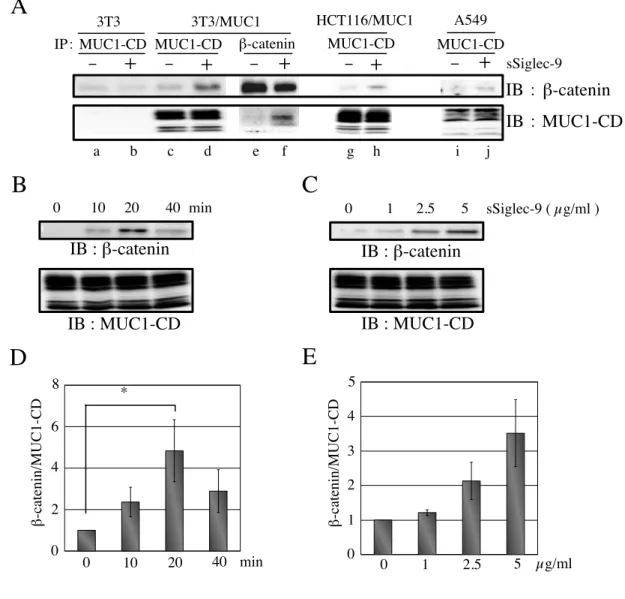 図 13　Siglec-9 の MUC1 への結合による   β-catenin のリクルート 