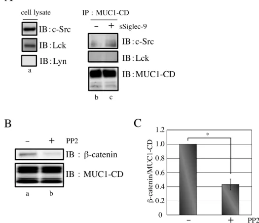 図  14 　 Siglec-9  の  MUC1  への結合による   β-catenin  のリクルートに関与するキナーゼ