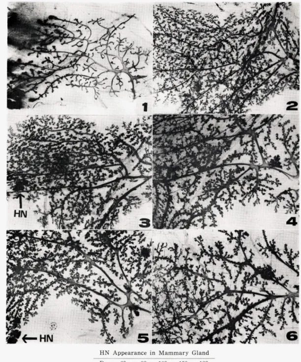 Fig.  4.  Representative  wholemount  preparations  of  mammary  glands  and  appearance   of  mammary  hyperplastic  nodules  (HN).