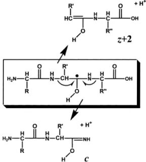 Fig. 9. Hydrogen attachment dissociation (HAD) occurs via a-cleavage of a peptide radical.