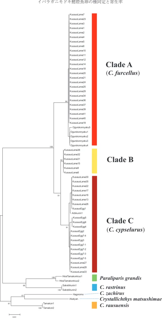Fig. 4. Neighbor-joining (NJ) tree of the snailfish specimens sequenced in this study