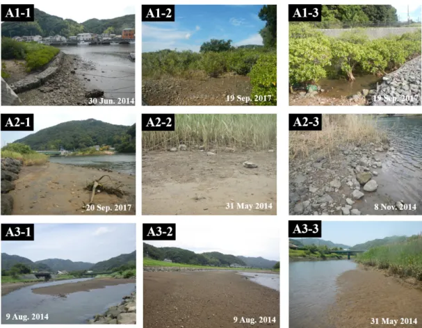 Fig. 2. Three sampling sites in the Aono River mouth. A1, located 0.8 km from the river mouth, is a  protected area for mangroves, designated by Shizuoka Prefecture