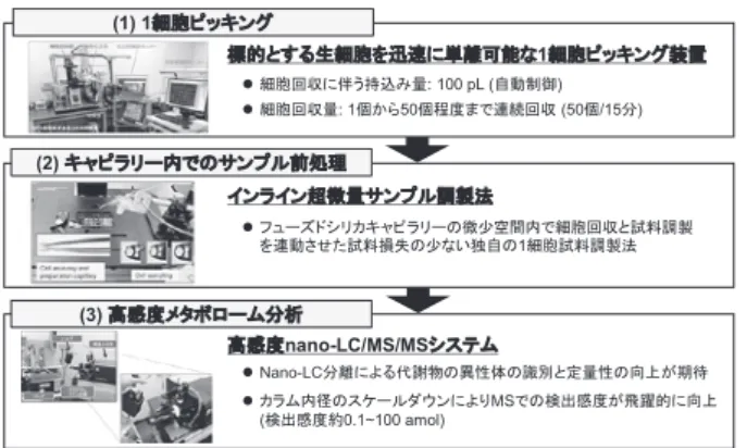 図 3 ．開発した 1 細胞メタボローム解析システム