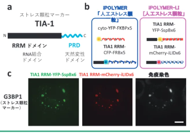 図 4  iPOLYMER による「人工ストレス顆粒」の再構成．a）ストレス顆 粒マーカータンパク質 TIA-1 のドメイン構造．N 末端側に位置す る RNA 結合ドメイン，RRM ドメインを用いて実験を行った．b） iPOLYMER/iPOLYMER-LI を用いた「人工ストレス顆粒」再構成のデ ザイン．TIA-1 由来の RRM ドメインを iPOLYMER ポリペプチド鎖 の N 末端に融合し，小分子あるいは光刺激で細胞内に凝縮体を形 成する．c）ストレス顆粒マーカー G3BP1 の iPOLYME