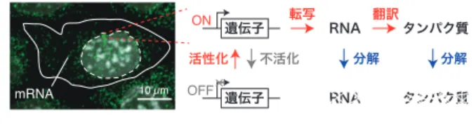 図 1  転写バースト．左パネルは，マウス ES 細胞の特定の RNA 分子を 1 分子 RNA-FISH（smFISH）で緑色に，細胞核を白色で可視化した ものである．ON 状態の遺伝子領域では強い輝点が認められる． 白い実線は細胞膜を示し，白い点線で囲まれた領域は細胞核であ る．右パネルは遺伝子発現の模式図を示す．