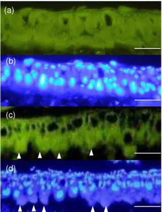 Fig. 1. Reaction of midgut epithelial cells treated with lethal dose of Cry1Aa.   
