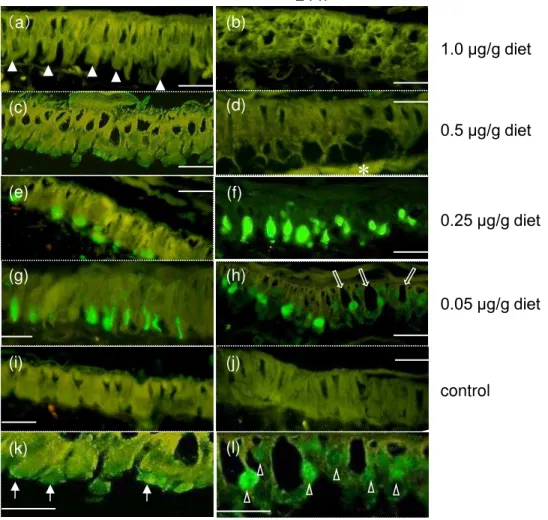 Fig. 2. Reaction of midgut epithelial cells treated with different  concentration of Cry1Aa