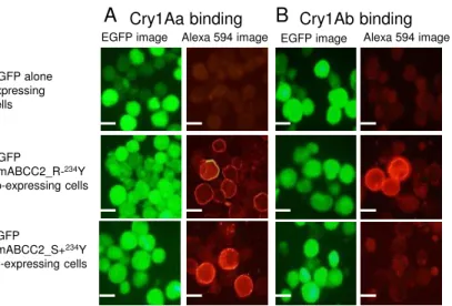 Fig. 13. Detection of Cry1Aa and Cry1Ab toxin  binding to BmABCC2. Sf9 cells infected with 