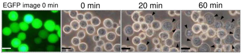 Fig. 16. Morphological changes in Sf9 cells  expressing BtR175-TBR.  Sf9 cells expressing 