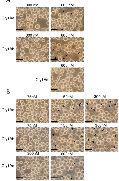 Fig. 17.  Cry1A toxins’ activity against BtR175-full or  BtR175-TBR expressing cells. Sf9 cells were infected 