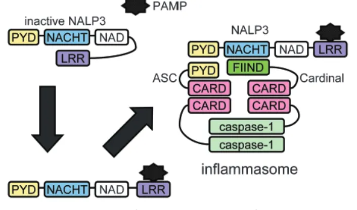 図 3 種々の刺激による NALP3 in‰ammasome の活性化． 単球がある種の細菌，細菌の RNA，尿酸結晶などの 代謝産物によって刺激されると NALP3 in‰ammasome が形成され，caspase1 が活性化して，IL1b が分泌 される． 図 4 NALP3 分子の活性化．NALP3 は平常時は折り畳まれた不活性型の構造をとっているが，LRR ドメインで細菌由来の抗原構造（PAMPs）などを認識すると活性型になり，ASC, Cardinal などを介して caspase1と会合
