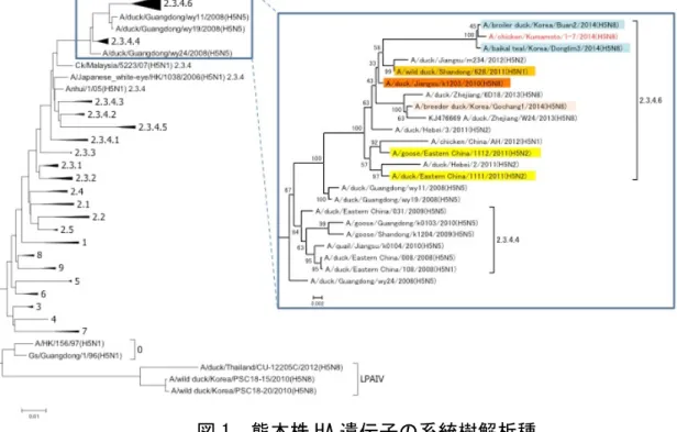 図 1  熊本株 HA 遺伝子の系統樹解析種 