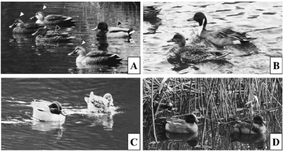 図 3　 鳥インフルエンザウイルス遺伝子陽性となった糞便に関する種判別で検出された鳥類種。