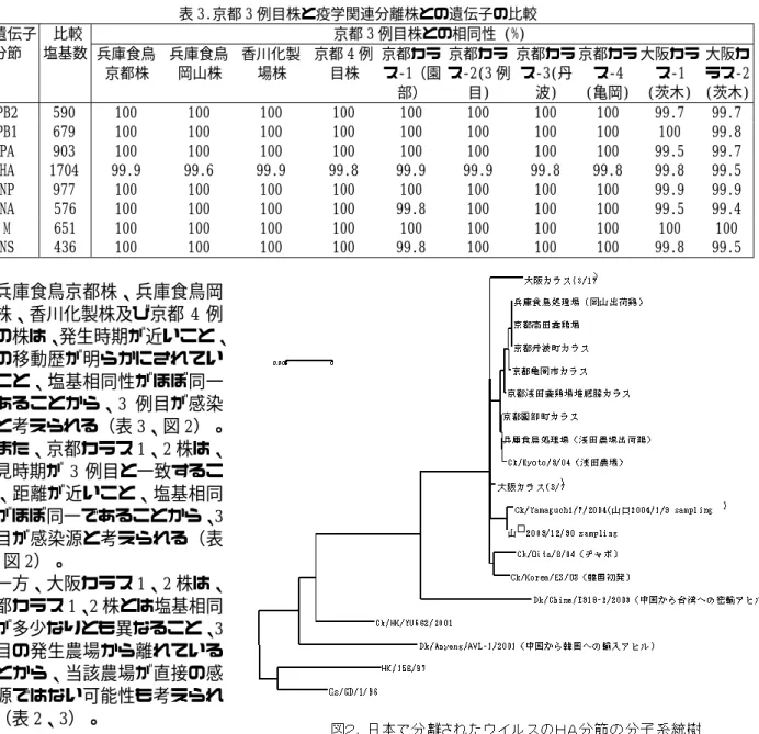 表 3.京都 3 例目株と疫学関連分離株との遺伝子の比較  京都 3 例目株との相同性 (%)   遺伝子 分節   比較 塩基数  兵庫食鳥 京都株  兵庫食鳥 岡山株  香川化製場株  京都 4 例目株  京都カラ ス-1（園 部）  京都カラ ス-2(3 例目)  京都カラス-3(丹波)  京都カラス-4 (亀岡)  大阪カラス-1 (茨木)  大阪カ ラス-2 (茨木)  PB2  590  100  100  100  100  100  100  100  100  99.7  99.7  PB