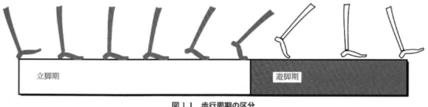 図 10.1: 歩行周期の定義 [8]