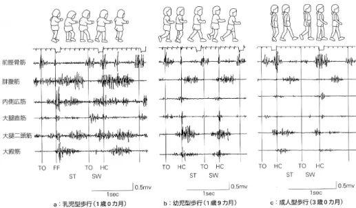 図 10.4: 乳児型歩行から成人型歩行に至る歩行筋電図の変化 [12] 上下方向 上下方向でこの身体重心を観察すると、上下動を繰り返す。この上下動を画像分析から観察して みると数センチ程度 (3cm 程度) である。ここからその加速度を求めてみるとその周期は高さの変 動に対して半周期進んでいる。これは上下動を三角関数で近似すれば加速度が変位の二階微分であ ることからも理解できる。 上下に変動する重心の移動にあわせて地面反力を測定した結果が、図 10.9 である。右足と左足 の支持によりその合成地面反力が描