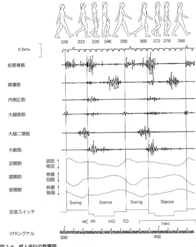 図 10.5: 成人における歩行筋電図 [12] 10.4.2 足圧中心の移動軌跡 踵着地 (HC) からつま先離地 (TO) までの間で、地面反力の作用点中心位置が足部からみると変 化する。図 10.12 をみるとまず、踵近くで着地した力の作用点がみられるがそれは、前方へと移動 し着地している時間を 100%としたとき、約 50%の時刻には拇指球付近まで移動する。この付近に 停滞したのち親指方向に抜けていくのが普通とされている。土踏まず (plantar arch) がない扁平足 の場合や踵から外側部へと