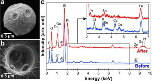Fig. 7. （Color online） （a）  STEM image and corresponding element maps of a CsMP after the dissolu- dissolu-tion experiment with pure water