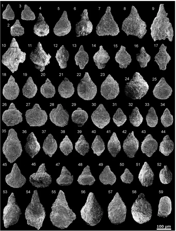 Fig. 3   Scanning electron microscope images of the radiolarian fossils from the mudstone  in the southwestern zone in the North Kitakami Belt.
