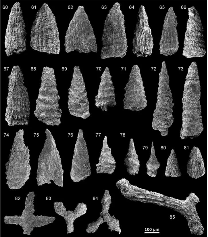 Fig. 4   Scanning electron microscope images of the radiolarian fossils from the mudstone in the southwestern zone in the North  Kitakami Belt.