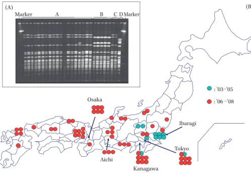 Fig. 8 A) PFGE patterns digested with ApaI enzyme for chromosomal DNA from serotype 12F  isolates
