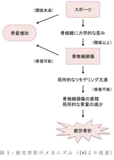 図 1： 疲 労 骨 折 の メ カ ニ ズ ム （ [ 8] よ り 改 変 ）  