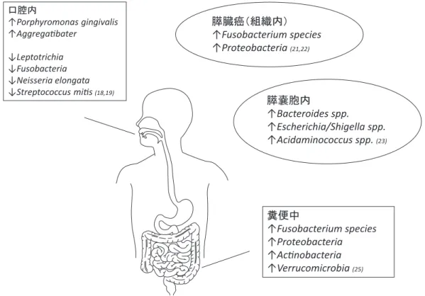 図 1　膵臓癌に関係すると考えられている細菌 