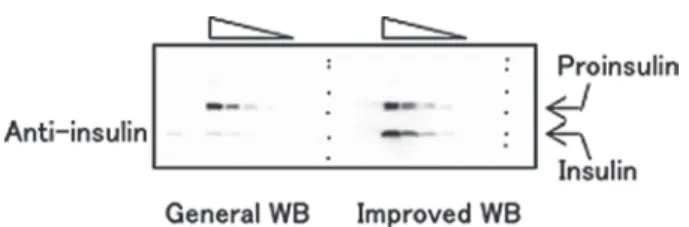 Fig. 5 Comparison of proinsulin/insulin detection between  general and improved WB