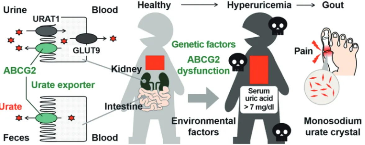 Fig. 1 Schematic illustration of ABCG2 function as a urate exporter of which dysfunction increases the risk of hyperuricemia and gout
