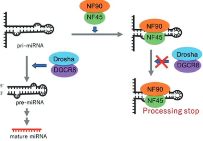 Fig. 2 RNA-EMSA performed using recombinant NF90 and  probed with NF90-targeted pri-miRNAs 8)