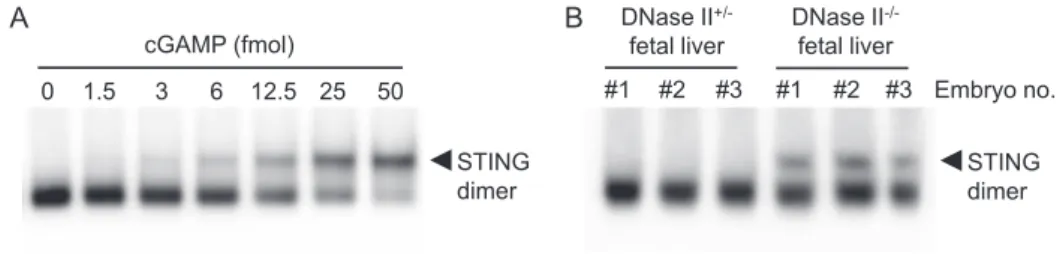 Fig. 1  Quantitative STING dimerization assay for cGAMP detection