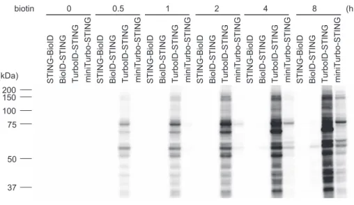 Fig. 2  Biotin labeling of STING-interacting proteins
